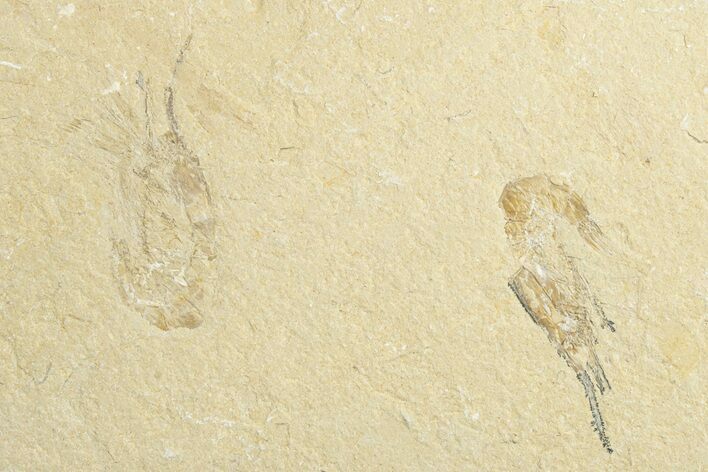 Two Cretaceous Fossil Shrimp - Lebanon #249579